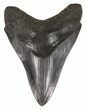 Serrated, Blue-Grey Megalodon Tooth - Georgia #52798-1